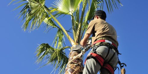 Tree Removal, Tree Service, Tree Trimming, Tree Care, Pruning, Free Estimate