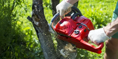 Tree Removal, Tree Service, Tree Trimming, Tree Care, Pruning, Free Estimate