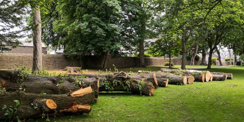 Tree Removal, Tree Service, Tree Trimming, Tree Care, Pruning, Free Estimate
