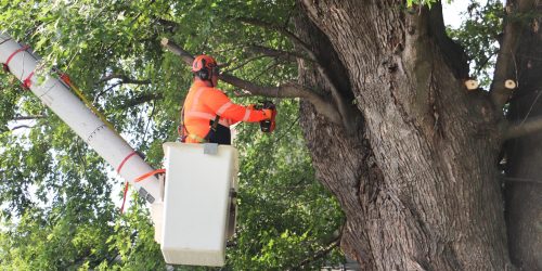 Tree Removal, Tree Service, Tree Trimming, Tree Care, Pruning, Free Estimate