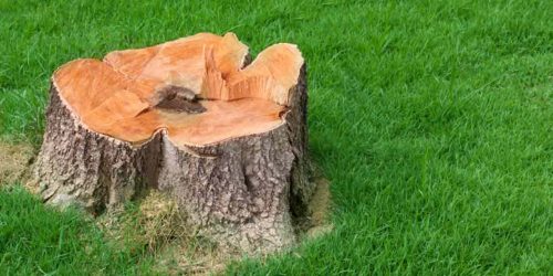 Tree Removal, Tree Service, Tree Trimming, Tree Care, Pruning, Free Estimate